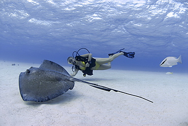 Bikini Diver with Sting rays, Stingray City Sandbar, Grand Cayman Island, Cayman Islands, Caribbean