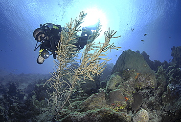 Diver using torch amidst corals, sea fans and sponges, Grand Cayman Island, Cayman Islands, Caribbean