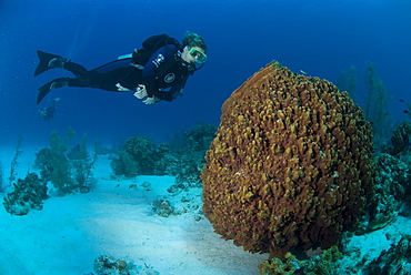 Scuba Diver with giant sponge, Cayman Brac, Cayman Islands, Caribbean