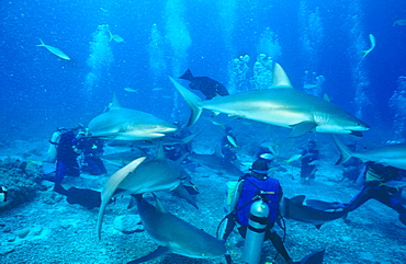 Stuart Cove shark feed, many sharks in coral arena with divers,  Bahamas.