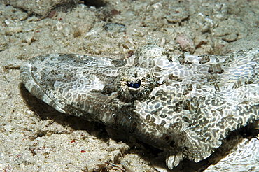 Crocodile fish (Cociella crocodila), detail of head from above on rough sandy seabed, Mabul, Borneo, Malaysia, South China Sea