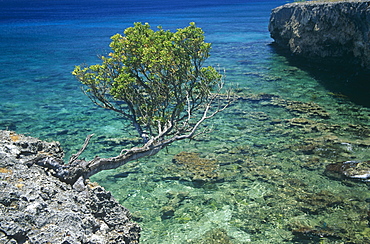 Exposed tree jutting from ancient coral ironshore overlooking very clear water bay, Bonaire, Netherlands Antilles, Caribbean