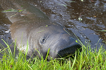 West Indian manatee (Trichechus manatus) in the Botanical Gardens in Georgetown, Guyana, South America