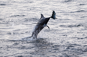 Blue Marlin (Makaira nigricans) hunting Dorado (Coryphaena hippurus), Congo, Africa