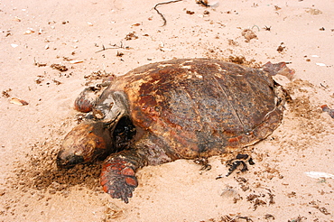 Loggerhead turtle (Caretta caretta) carcass on beach, Southern Morocco   (RR)