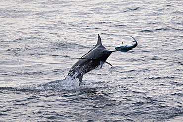 Blue Marlin (Makaira nigricans) hunting Dorado (Coryphaena hippurus), Congo, Africa