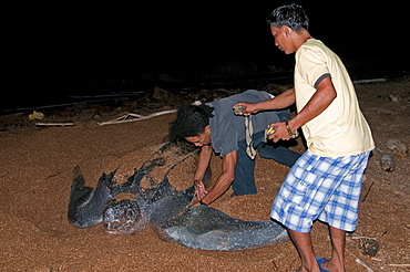 Applying a tag to a Leatherback turtle (Dermochelys coriacea) at its nesting site, Shell Beach, Guyana, South America