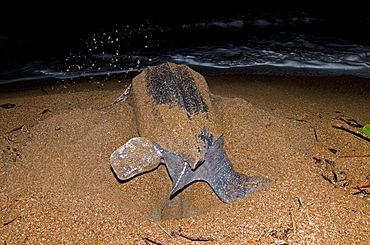 Leatherback turtle (Dermochelys coriacea) excavating a nest hole, Shell Beach, Guyana, South America