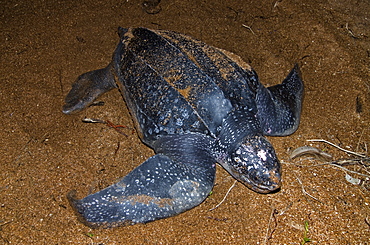 Leatherback turtle (Dermochelys coriacea) at nest site, Shell Beach, Guyana, South America