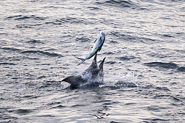 Blue Marlin (Makaira nigricans) hunting Dorado (Coryphaena hippurus), Congo, Africa