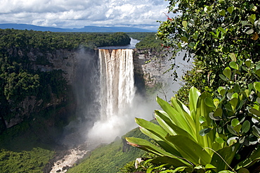 Giant Tank Bromeliad (Brocchinia micrantha) with Kaieteur Falls in the background, Kaieteur National Park, Guyana, South America