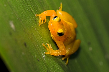 Golden Rocket Frog (Anomaloglossus beebei) on giant tank Bromeliad (Brocchinia micrantha), Kaieteur National Park, Guyana, South America