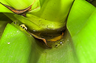 Golden Rocket Frog (Anomaloglossus beebei) guarding spawn in Giant Tank Bromeliad (Brocchinia micrantha), Kaieteur National Park, Guyana, South America