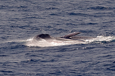 Lunge-feeding fin whale (Balaenoptera physalus) showing distended throat grooves, Northeast Atlantic, off Morocco, North Africa, Africa