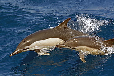 Two short-beaked common dolphins (Delphinus delphis) surfacing, Northeast Atlantic, offshore Morocco, North Africa, Africa