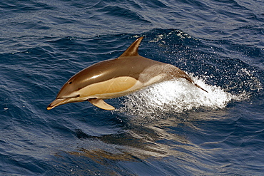 Short-beaked common dolphin (Delphinus delphis) porpoising clear of the water, Northeast Atlantic, offshore Morocco, North Africa, Africa