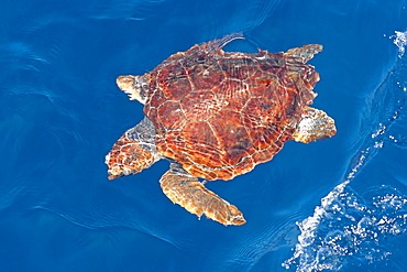 Juvenile loggerhead turtle (Caretta caretta), oceanic stage, below surface in deep water, Northeast Atlantic, offshore Morocco, North Africa, Africa