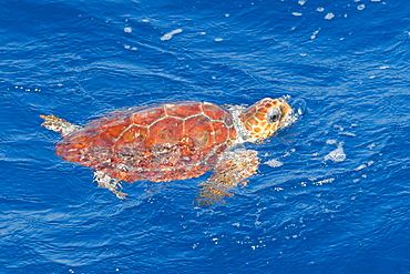 Juvenile loggerhead turtle (Caretta caretta), oceanic stage, breathing at the surface, Northeast Atlantic, offshore Morocco, North Africa, Africa