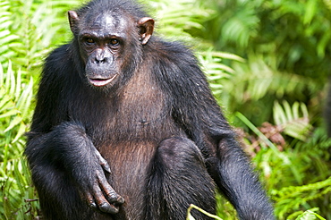 Rehabilitated orphaned chimpanzee (Pan troglodytes) released back into natural habitat, Parc de la Lekedi, Haut-Ogooue, Gabon, Africa