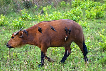 African forest buffalo (Syncerus caffer nanus) with yellow-billed oxpeckers (Buphagus africanus) clinging to its flanks, Parc de la Lekedi, Haut-Ogooue, Gabon, Africa
