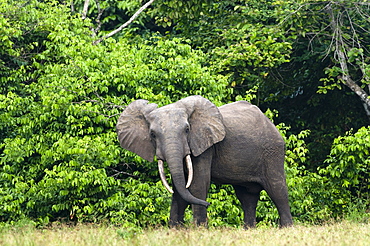 African forest elephant (Loxodonta cyclotis) bull standing at the edge of the forest, Loango National Park, Ogooue-Maritime, Gabon, Africa