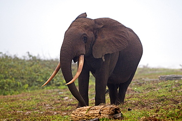 African forest elephant (Loxodonta cyclotis) bull walking on the beach, Sette-Cama, near Loango National Park, Ogooue-Maritime, Gabon, Africa