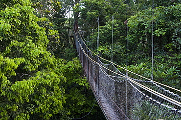 Canopy walkway at Atta Rainforest Lodge near Iwokrama, Guyana, South America