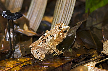 Cryptically patterned frog on rainforest leaf litter, Atta Rainforest Lodge, Guyana, South America