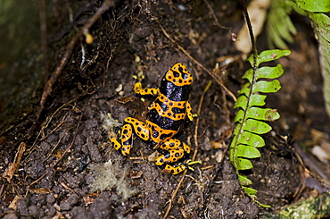 Yellow-banded poison dart frog (Dendrobates leucomelas), Guyana, South America