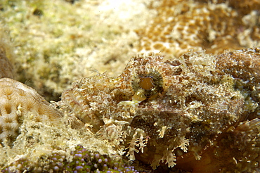 Scorpionfish (Scorpaenopsis sp).  Borneo, Malaysia   (RR)