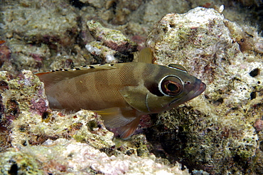 Blacktip Grouper (Epinephelus fasciatus).  Borneo, Malaysia   (RR)