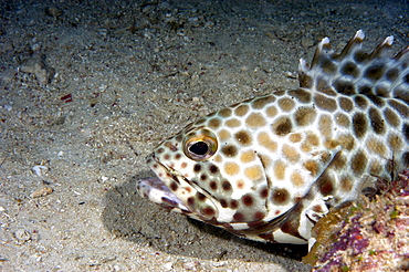 Grouper (Epinephelus areolatus).  Borneo, Malaysia   (RR)