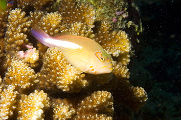 Hawkfish (Paracirrhites forsteri).  Borneo, Malaysia   (RR)