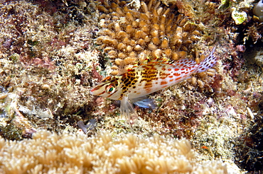 Dwarf Hawkfish (Cirrhitichthys falco).  Borneo, Malaysia   (RR)