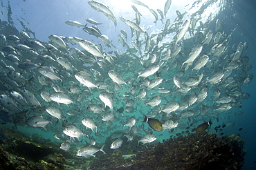 Bigeye Trevally (Caranx sexfasciatus).  Malaysia   (RR)