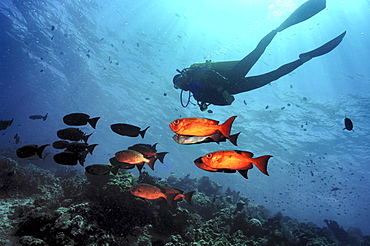 Bigeye (Priacanthus hamrur).  Sipadan Island, Malaysia   (RR)