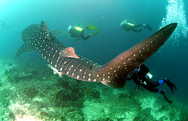 Whale Shark (Rhincodon typus)  Malaysia   (RR)