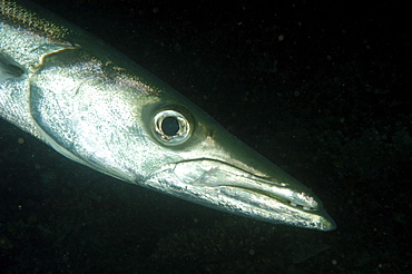 Barracuda (Sphyraenidae).  Borneo, Malaysia   (RR)