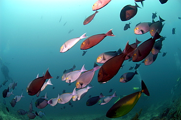 Unicorn fish (Naso hexacanthus).  Borneo, Malaysia   (RR)