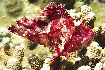 Leaf fish (Taenianotus triacanthus?). Sipadan Island, Malaysia   (RR)