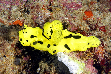 Yellow Seaslug (Nudibranch).  Borneo, Malaysia   (RR)