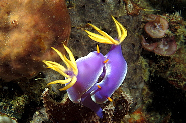 Dorid Seaslug (Chromodoris bullocki).  Borneo, Malaysia   (RR)