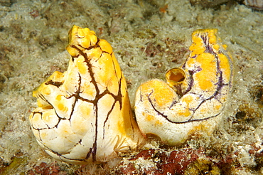 Seasquirt (Polycarpa aurata).  Borneo, Malaysia   (RR)