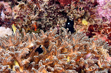 Hard coral (Acropora sp).  Borneo, Malaysia   (RR)