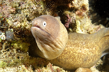 White-eyed Moray (Siderea prosopeion).  Borneo, Malaysia   (RR)