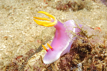 Dorid Seaslug(Chromodoris bullocki).  Borneo, Malaysia   (RR)