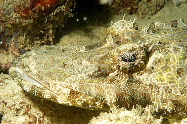 Crocodile Fish (Platycephalidae).  Borneo, Malaysia   (RR)