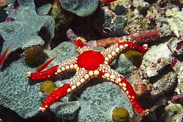 Starfish (Fromia monilis).  Sipadan Island, Malaysia   (RR)