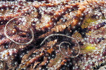 Brittlestar (Ophiothrix sp).  Borneo, Malaysia   (RR)