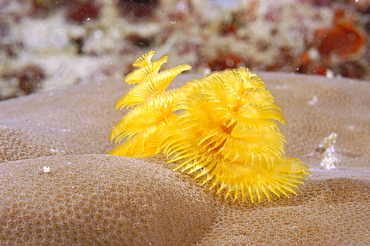 Christmas Tree Worm (Spirobranchus sp).  Borneo, Malaysia   (RR)